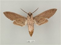 蝦殼天蛾藏品圖，第2張