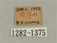 蝦殼天蛾藏品圖，第3張