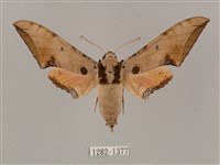 廣東鷹翅天蛾藏品圖，第1張