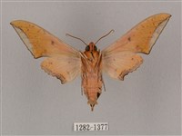 廣東鷹翅天蛾藏品圖，第2張