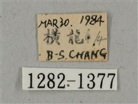 廣東鷹翅天蛾藏品圖，第3張