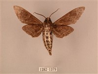 白星天蛾藏品圖，第2張