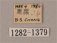 白星天蛾藏品圖，第3張