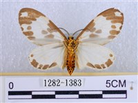 後凸蝶燈蛾藏品圖，第2張