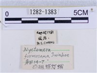 後凸蝶燈蛾藏品圖，第3張