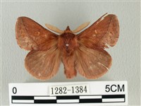 褐斜帶枯葉蛾藏品圖，第1張