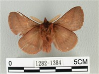 褐斜帶枯葉蛾藏品圖，第2張