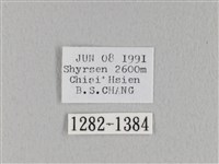 褐斜帶枯葉蛾藏品圖，第3張