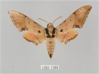 廣東鷹翅天蛾藏品圖，第1張