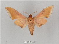 廣東鷹翅天蛾藏品圖，第2張