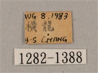 廣東鷹翅天蛾藏品圖，第3張