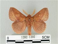 褐斜帶枯葉蛾藏品圖，第1張