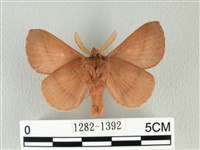 褐斜帶枯葉蛾藏品圖，第2張