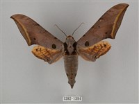 圓斑鷹翅天蛾藏品圖，第1張