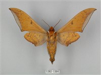 圓斑鷹翅天蛾藏品圖，第2張