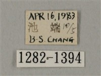 圓斑鷹翅天蛾藏品圖，第3張