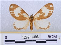 後凸蝶燈蛾藏品圖，第1張