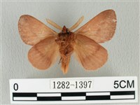 褐斜帶枯葉蛾藏品圖，第2張