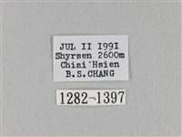 褐斜帶枯葉蛾藏品圖，第3張