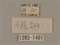 廣東鷹翅天蛾藏品圖，第3張