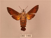 叉帶長喙天蛾藏品圖，第2張