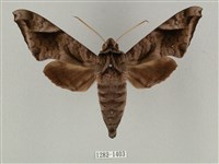 全緣缺角天蛾藏品圖，第1張