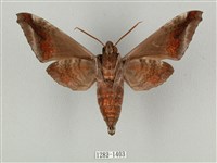 全緣缺角天蛾藏品圖，第2張