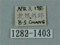 全緣缺角天蛾藏品圖，第3張