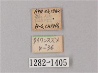 臺灣缺角天蛾藏品圖，第3張