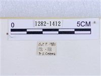 閃光苔蛾藏品圖，第3張