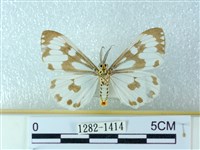 粉蝶燈蛾藏品圖，第2張