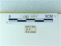 粉蝶燈蛾藏品圖，第3張