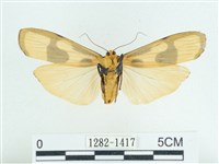 閃光苔蛾藏品圖，第2張