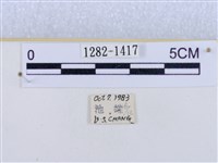 閃光苔蛾藏品圖，第3張