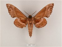 盾天蛾藏品圖，第2張