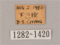 盾天蛾藏品圖，第3張