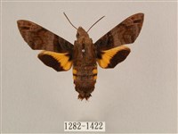 叉帶長喙天蛾藏品圖，第1張