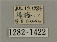 叉帶長喙天蛾藏品圖，第3張