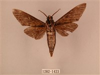 白星天蛾藏品圖，第2張