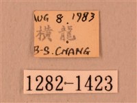 白星天蛾藏品圖，第3張