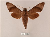 臺灣缺角天蛾藏品圖，第1張