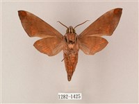 臺灣缺角天蛾藏品圖，第2張