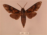 白星天蛾藏品圖，第1張