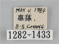 扁刺蛾藏品圖，第3張