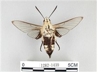 大透翅天蛾藏品圖，第2張