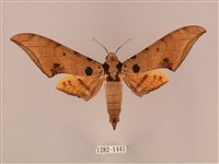 裂斑鷹翅天蛾藏品圖，第1張