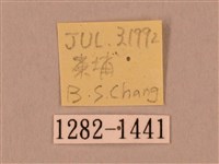 裂斑鷹翅天蛾藏品圖，第3張