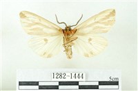 赭新污燈蛾藏品圖，第2張