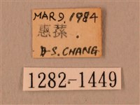 白星天蛾藏品圖，第3張