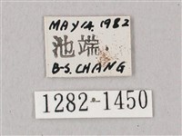 粗斜紋天蛾藏品圖，第3張